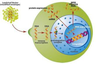 RNAs 用于RNAi介导的基因敲除