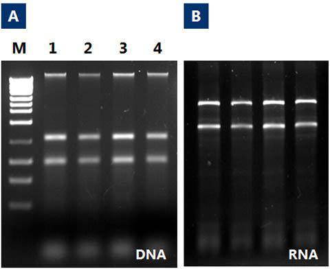 水RNA/DNA提取纯化试剂盒