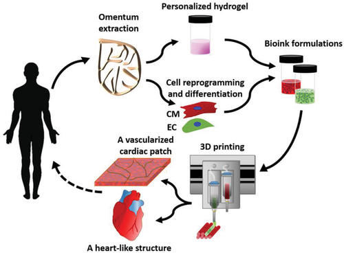 3D Printing of Personalized Thick and Perfusable Cardiac Patches and Hearts