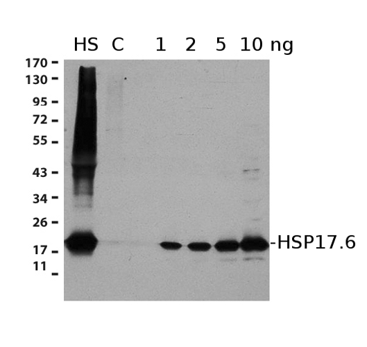 HSP17.6蛋白研究的货号AS07 254抗体