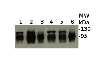 ClpB-P蛋白研究的货号AS09 459抗体