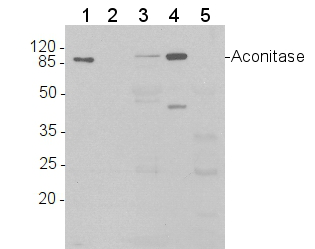 ACO1蛋白（线粒体基质）研究的AS09 521抗体