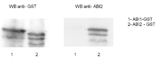 ABI2蛋白研究的货号AS12 1871抗体
