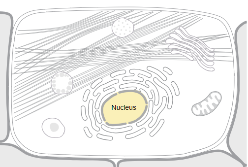 BRCA1主要存在于细胞核中