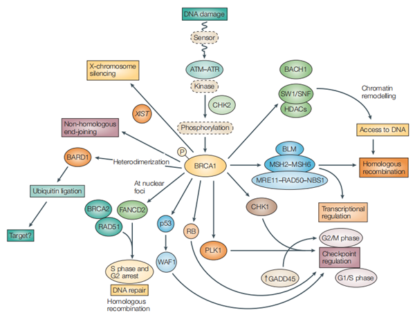 BRCA1蛋白的功能通路