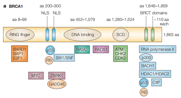 乳腺癌易感BRCA1