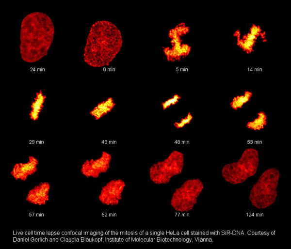 HeLa细胞有丝分裂延时成像