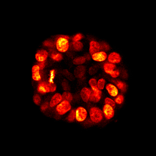 活体MCF-7乳腺癌细胞球体SiR-DNA染色