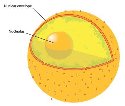 细胞核核膜