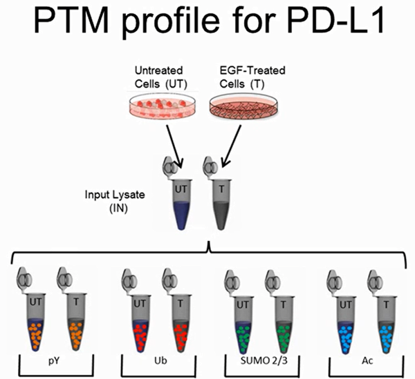 Signal-Seeker&trade; kit研究PD-L1蛋白的PTM串联干扰