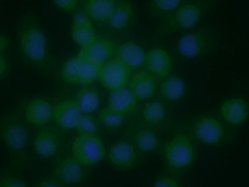 克隆6C2抗体免疫荧光