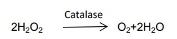 过氧化氢在过氧化物酶的催化反应