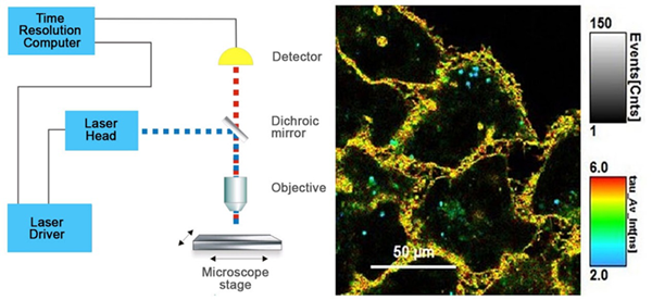 FLIM结构和时间分辨彩色编码细胞图像示意图