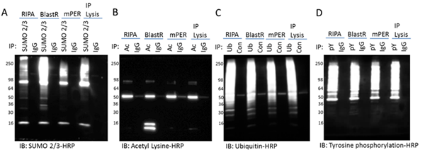 BlastR™裂解缓冲液完美兼容免疫沉淀（IP）实验