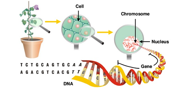 植物DNA