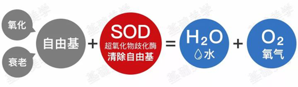 SOD 抗氧化