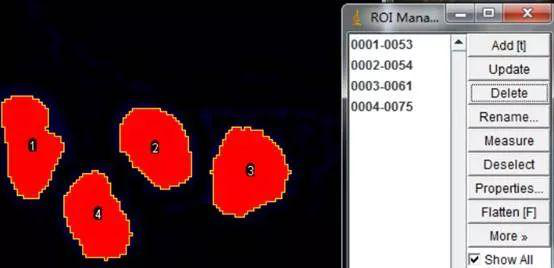 Analyze particles分析粒子得到的结果添加到ROI