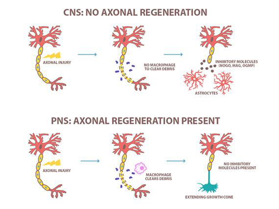 CNS和PNS轴突再生情况