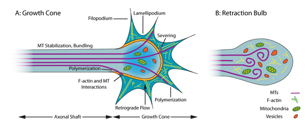神经元中生长锥和回缩球中的MT及F-actin细胞骨架组织