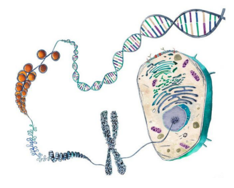 基因組DNA