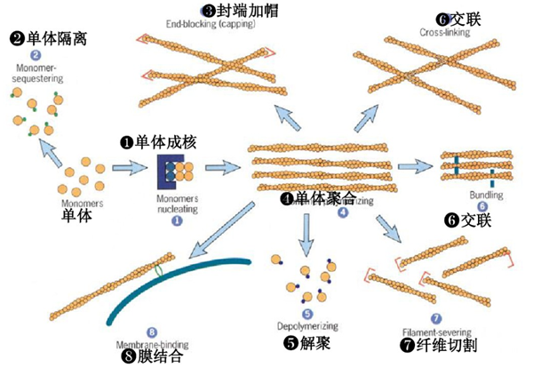 肌动蛋白PTM