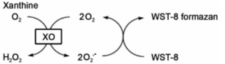 XO将黄嘌呤氧化成超氧化物（O2-）