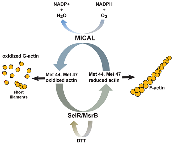肌动蛋白Met44和Met47生理氧化还原系统