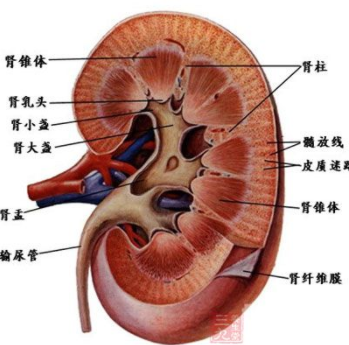 肾脏