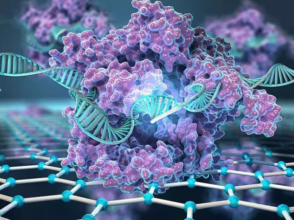 Cas9核酸内切酶精确切割DNA链的高分辨率图像