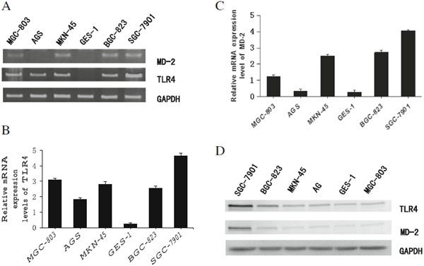 TLR4和MD-2在胃癌细胞中的表达