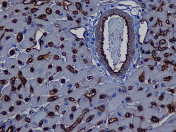 小鼠心脏组织中的C4d石蜡切片染色