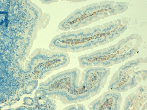 小鼠结肠巨噬细胞石蜡切片染色，克隆BM8