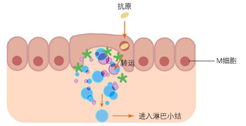 胞吞转运细胞