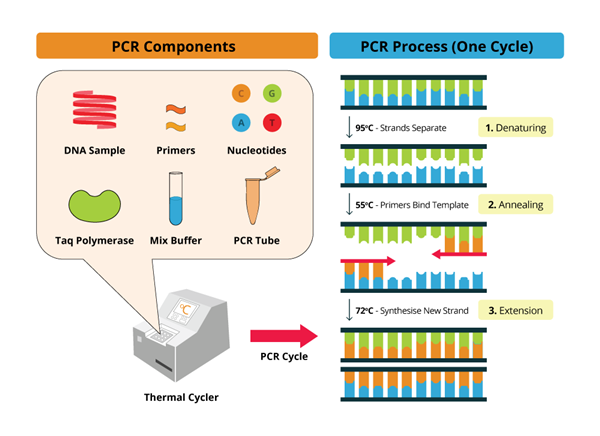 终点PCR