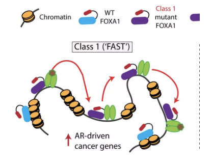 FOXA1转录因子在DNA中的传播速度更快