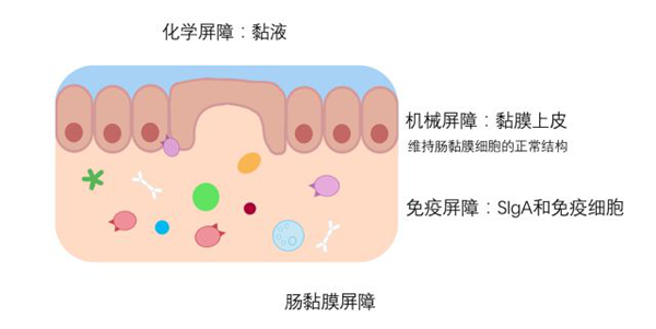 肠黏膜屏障