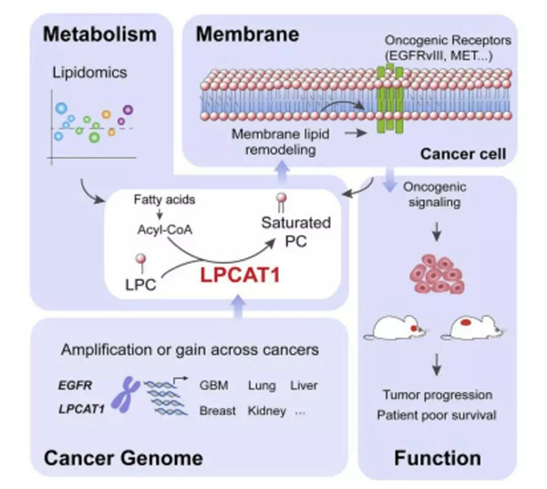 LPCAT1参与的肿瘤发生全过程