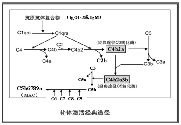 补体激活经典途径