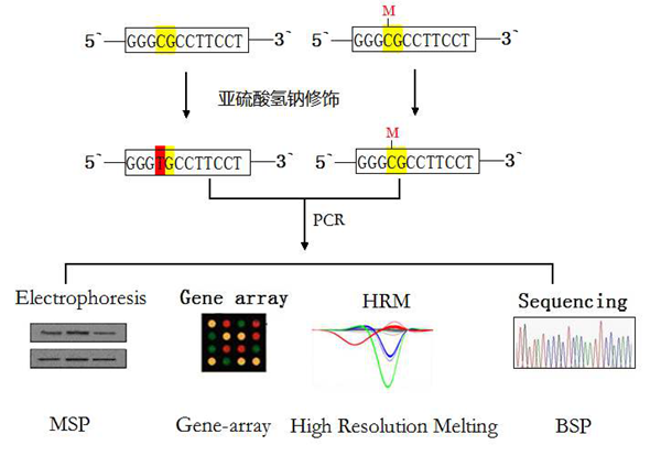基于亚硫酸盐修饰预处理的甲基化检测技术