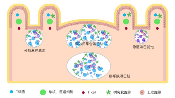 黏膜免疫系统的组成