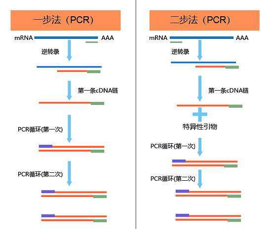 反转录PCR