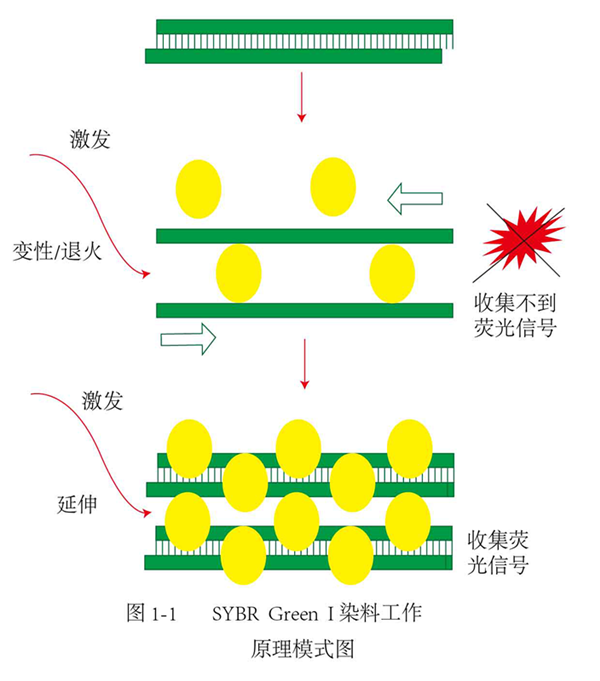 SYBR Green I染料