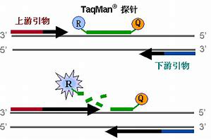 TaqMan探针