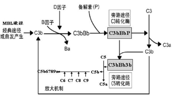 旁路途径