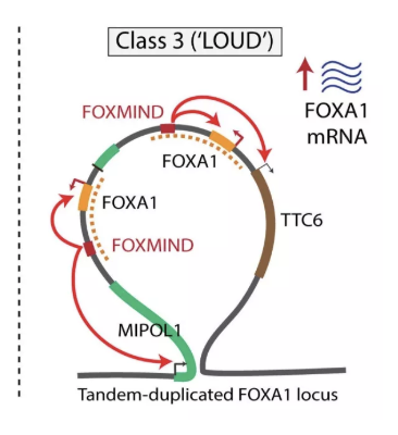FOXA1或其他致癌基因过度表达