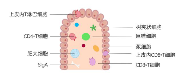 黏膜上皮内淋巴细胞