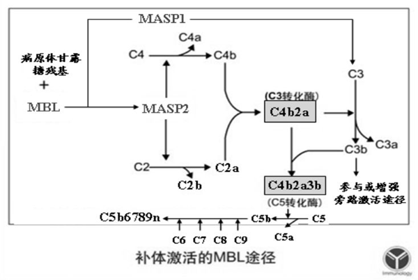 补体激活的mbl途径