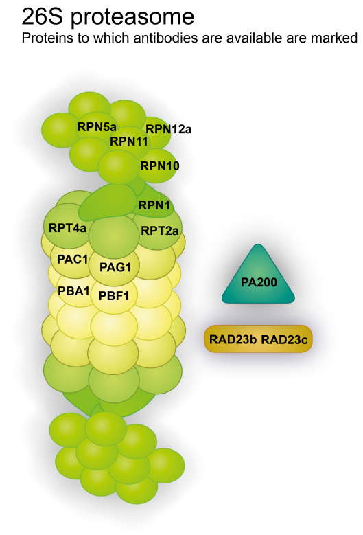 Agrisera品牌的植物蛋白酶體、自噬和泛素樣蛋白等相關研究的抗體