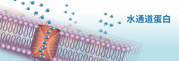 水通道蛋白