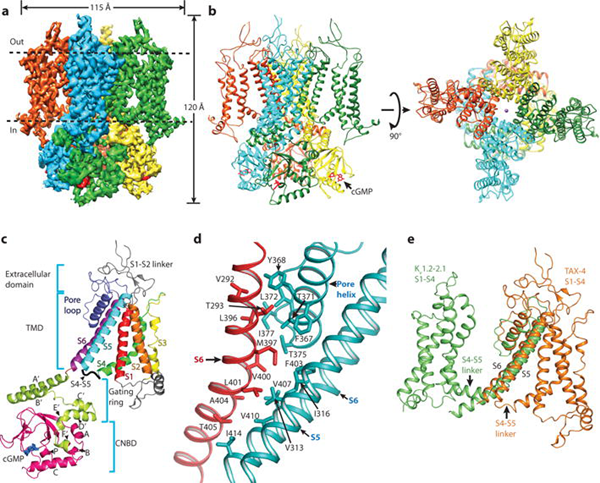 Nature解析的首个环核苷酸门控离子通道的高分辨率三维结构